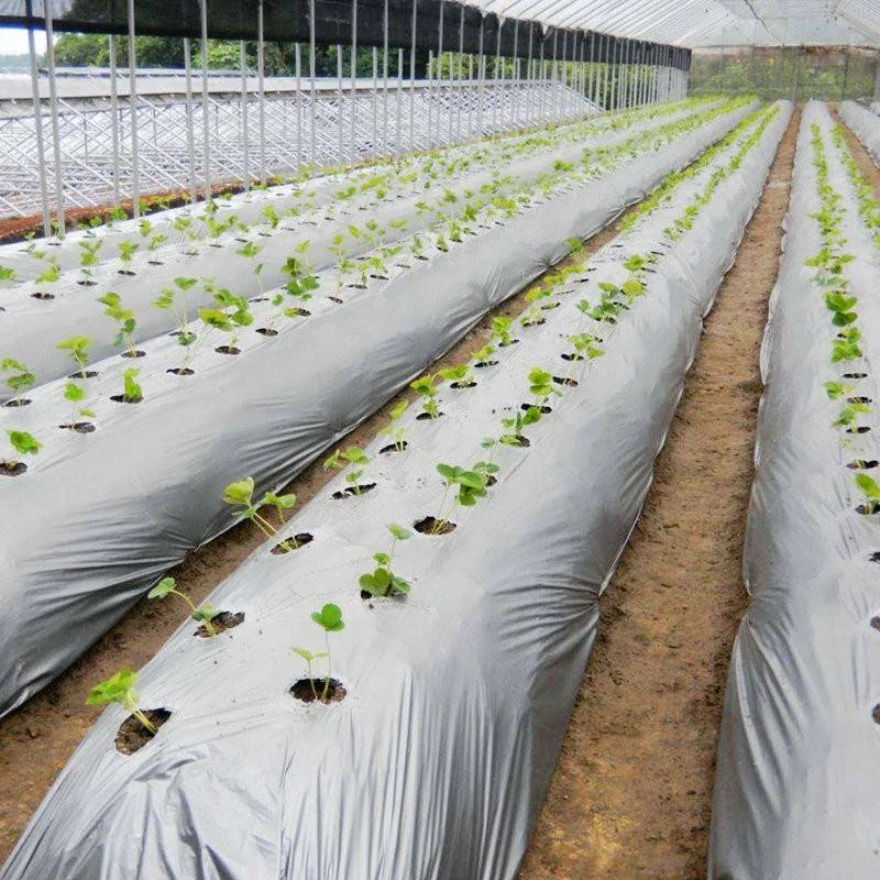 Agricultural field using compostable mulch film