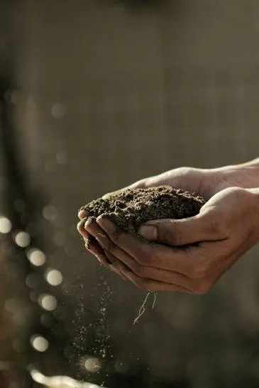 Cupped hands holding rich dark compost soil